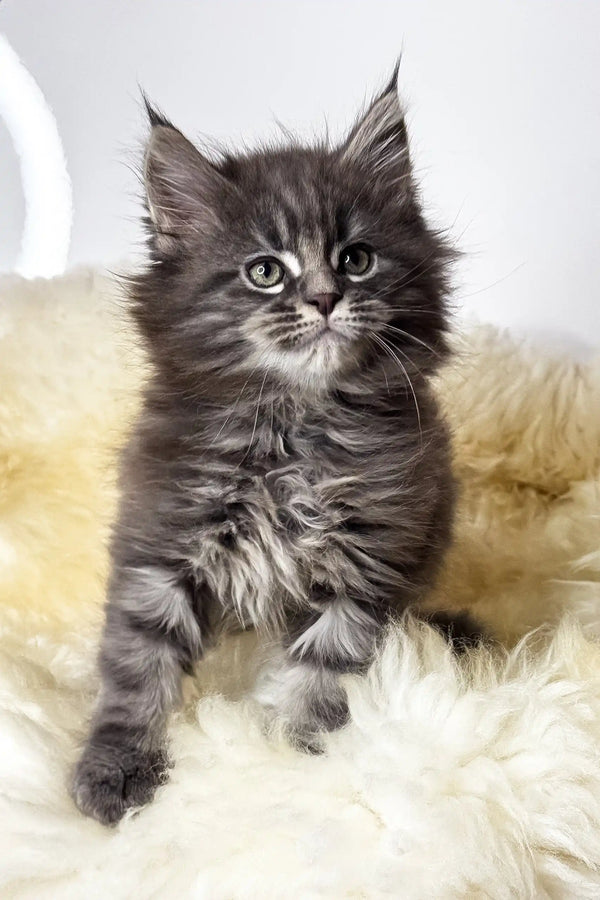Calvin | maine coon kitten