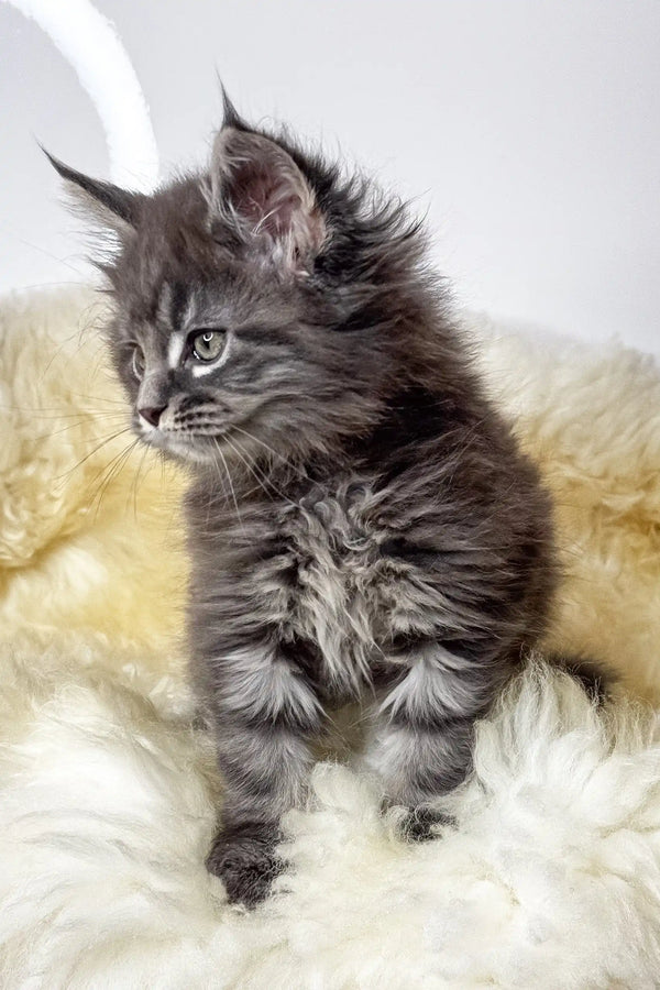Calvin | maine coon kitten
