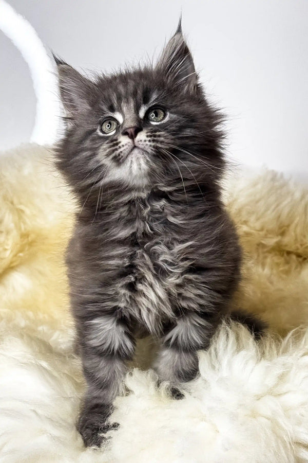 Calvin | maine coon kitten