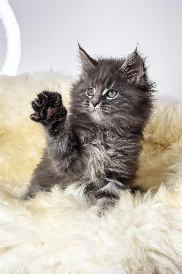 Calvin | maine coon kitten