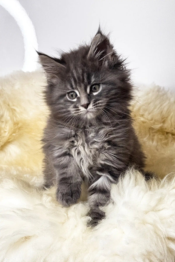 Calvin | maine coon kitten
