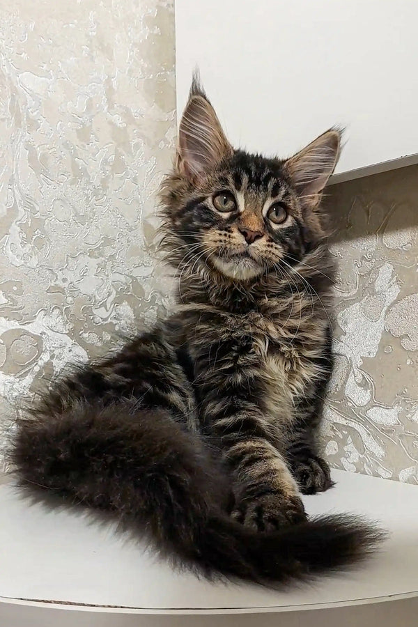 Fluffy Maine Coon kitten Calvin with an alert expression ready for fun and cuddles