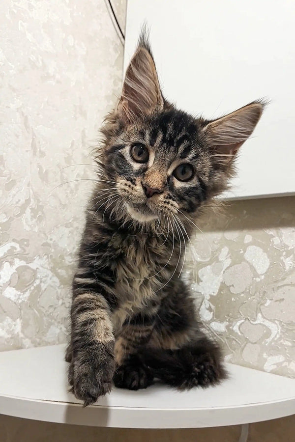 Adorable Maine Coon kitten Calvin with fluffy fur and an alert expression