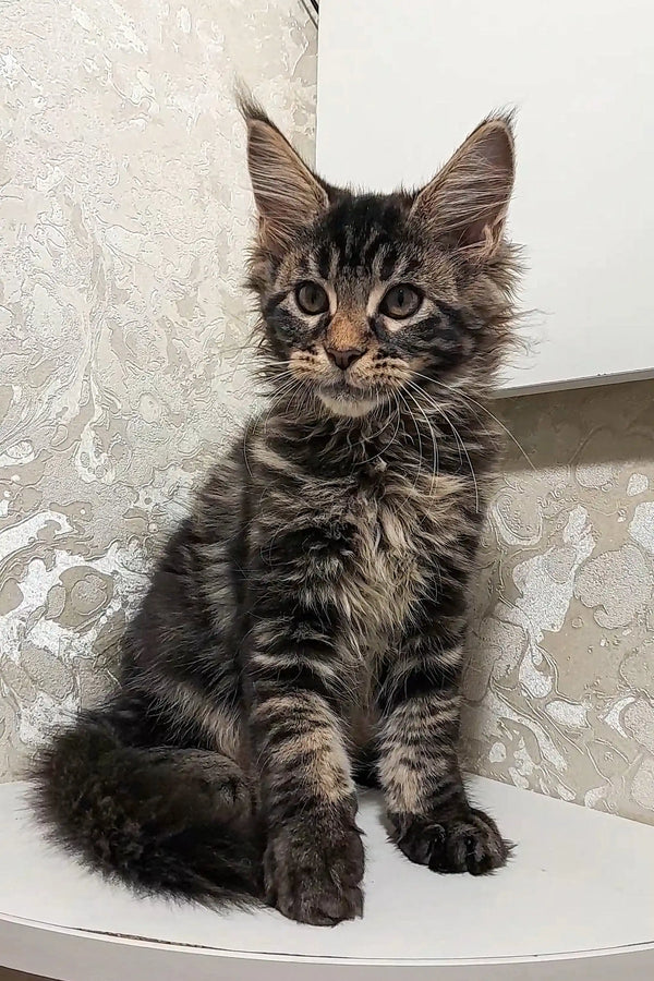 Fluffy Maine Coon kitten Calvin sitting upright with a curious expression