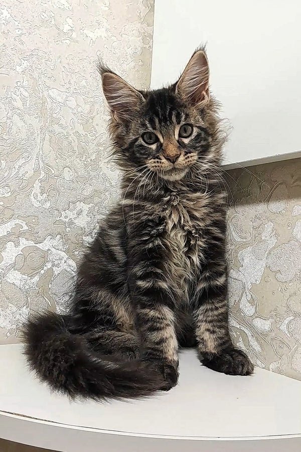 Fluffy Tabby Maine Coon Kitten sitting upright, ready for cuddles and playtime