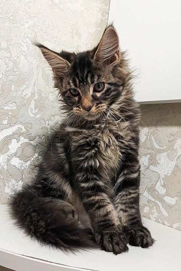 Fluffy Maine Coon kitten with long fur and alert expression, perfect for cuddles