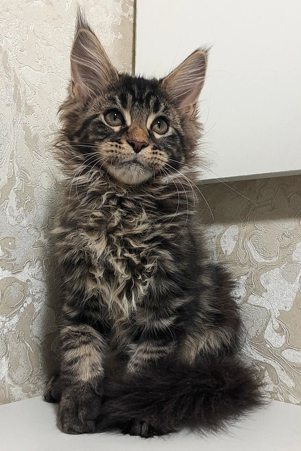 Fluffy Maine Coon kitten Calvin with wide eyes and perked ears looking curious