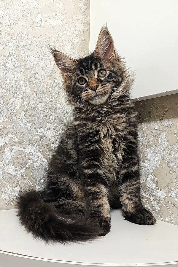 Fluffy Maine Coon kitten with big ears and alert expression for Calvin product
