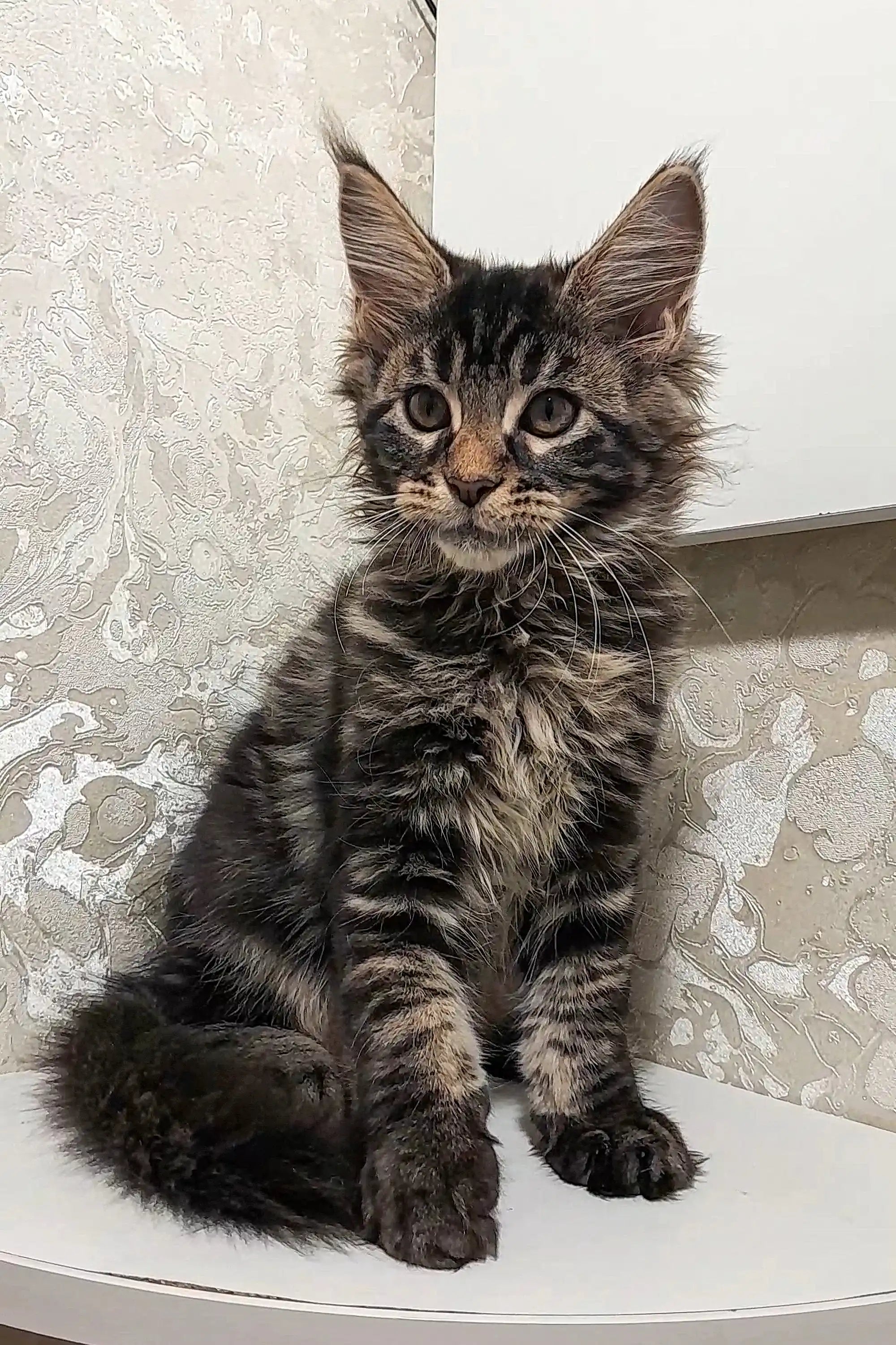 Maine Coon Kittens for Sale Calvin | Kitten