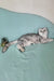 Calvin | scottish fold kitten