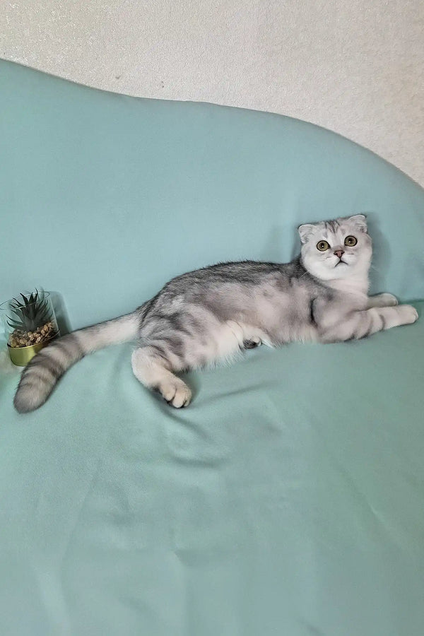 Calvin | scottish fold kitten