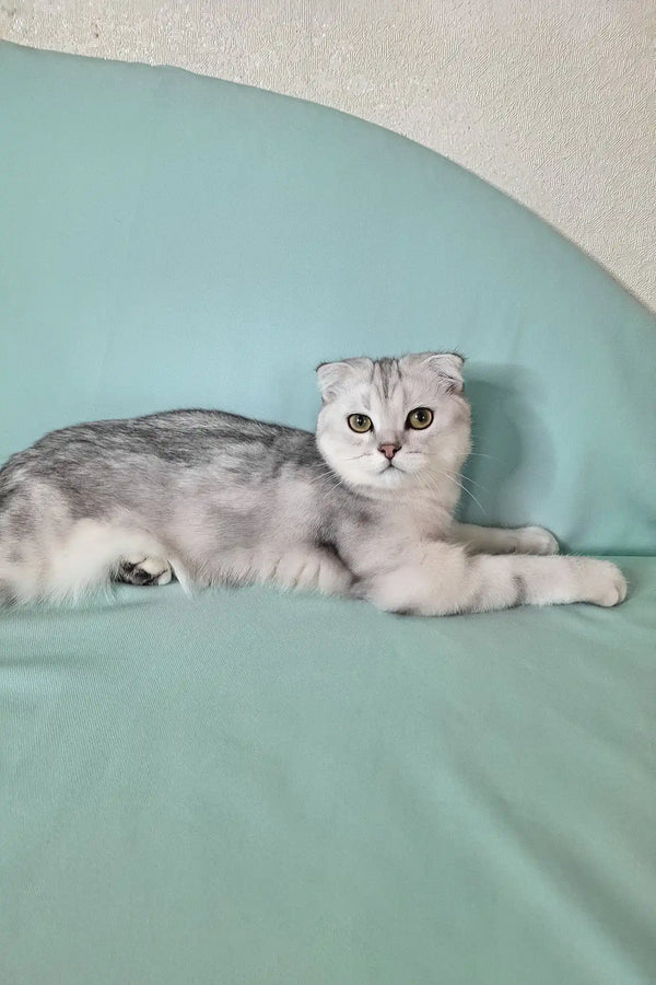 Calvin | scottish fold kitten