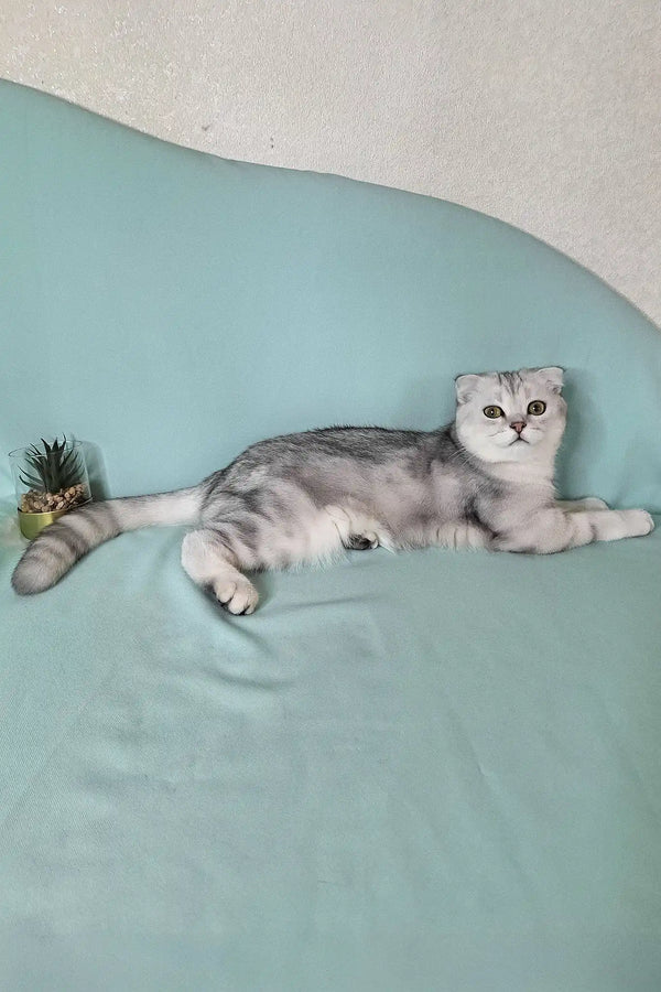 Calvin | scottish fold kitten