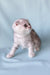 Silver tabby Scottish Fold kitten named Calvin looking adorable and playful