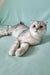 Calvin | scottish fold kitten