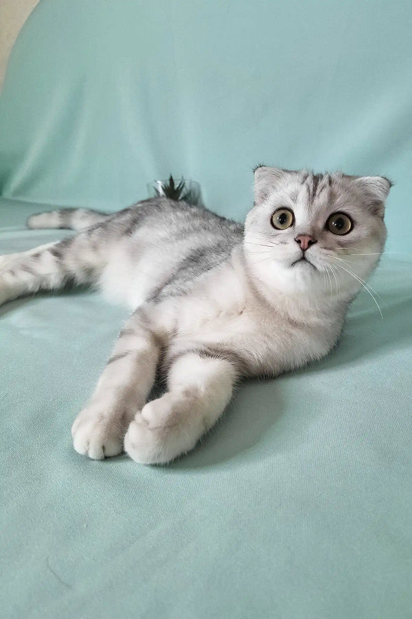 Calvin | scottish fold kitten