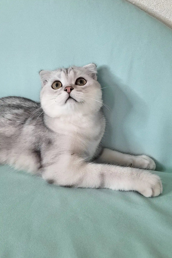 Calvin | scottish fold kitten