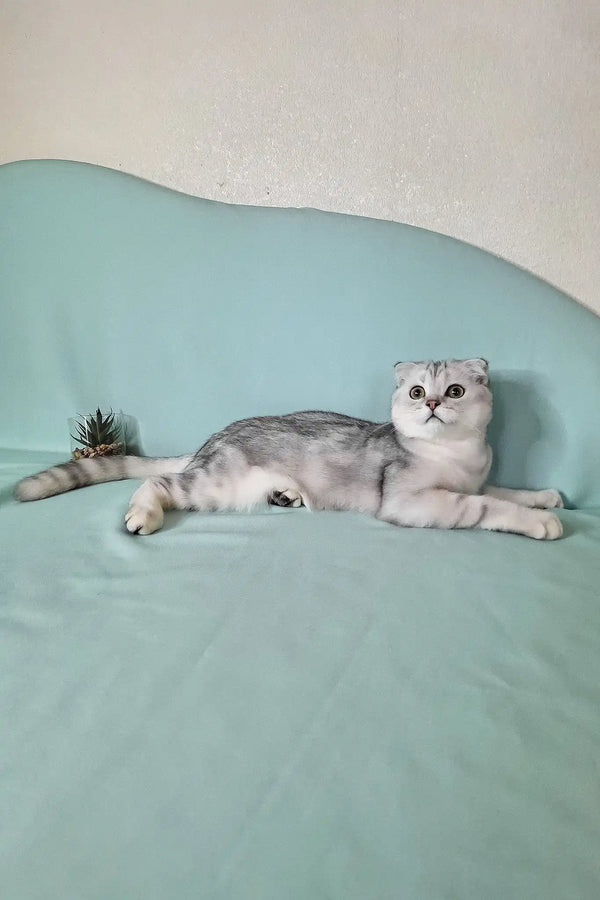 Calvin | scottish fold kitten