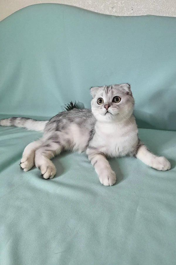 Calvin | scottish fold kitten