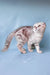 Calvin | scottish fold kitten