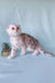 Adorable Gray and White Scottish Fold Kitten named Calvin, perfect for pet lovers