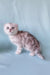 Adorable gray and white Scottish Fold kitten named Calvin for your new furry friend