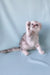 Gray and white Scottish Fold kitten Calvin playfully raising a paw