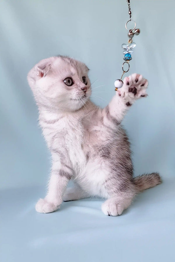 Playful gray tabby kitten named Calvin, a cute Scottish Fold companion