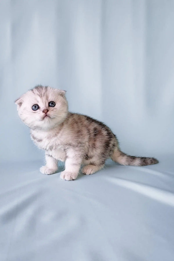 Cute Silver Tabby Scottish Fold Kitten named Calvin ready for cuddles and fun