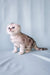 Cute Silver Tabby Scottish Fold Kitten named Calvin for sale