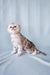 Cute Silver Tabby Scottish Fold Kitten named Calvin available for adoption