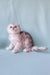 Adorable Silver Tabby Scottish Fold Kitten named Calvin looking fluffy and cute