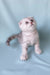 Silver Tabby Scottish Fold Kitten Calvin, super cute and playful for pet lovers