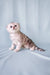 Adorable Silver Tabby Scottish Fold Kitten named Calvin in a cute pose