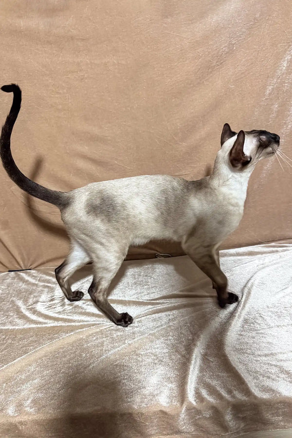 Camelia | oriental shorthair kitten