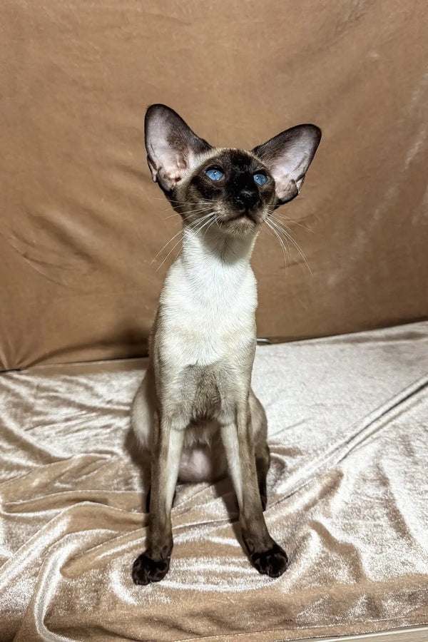 Camelia | oriental shorthair kitten