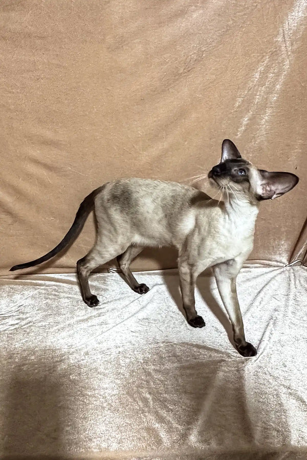 Camelia | oriental shorthair kitten