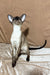 Camelia | oriental shorthair kitten
