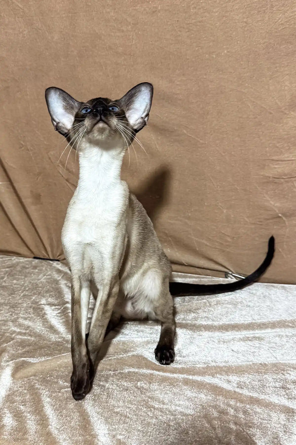 Camelia | oriental shorthair kitten