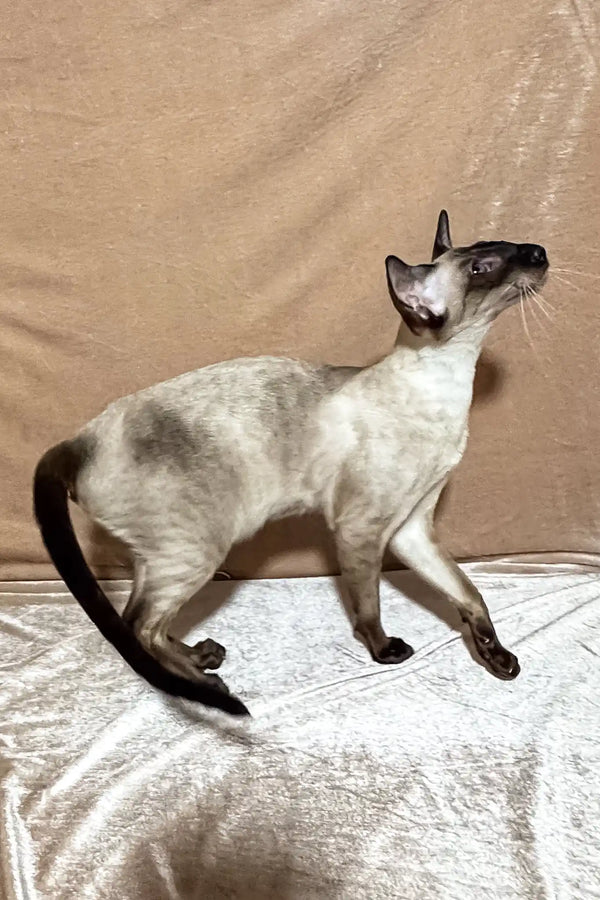Camelia | oriental shorthair kitten