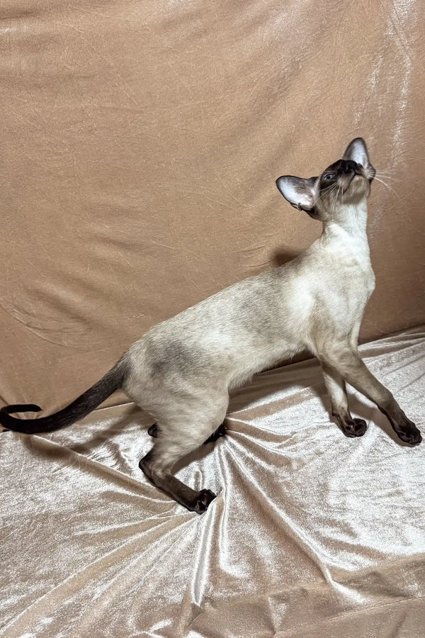 Camelia | oriental shorthair kitten