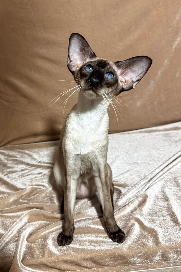Camelia | oriental shorthair kitten