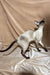 Camelia | oriental shorthair kitten