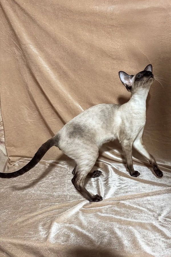 Camelia | oriental shorthair kitten