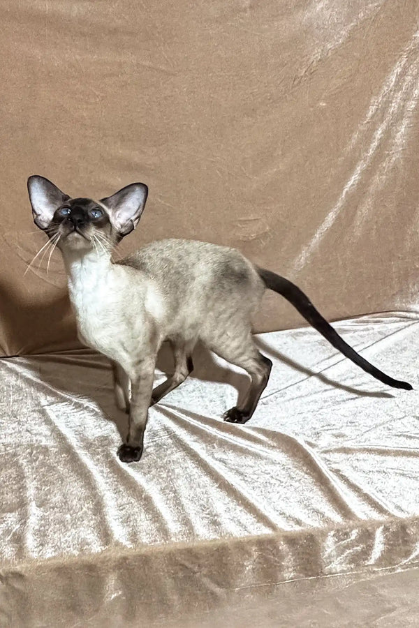Camelia | oriental shorthair kitten