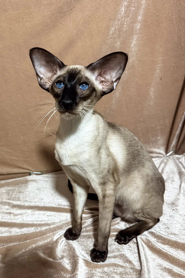 Camelia | oriental shorthair kitten