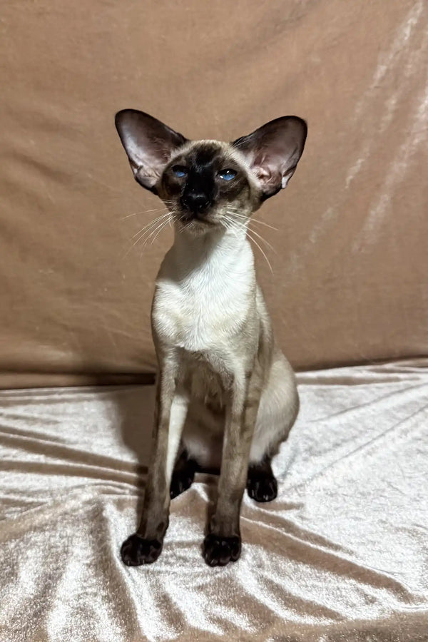 Camelia | oriental shorthair kitten
