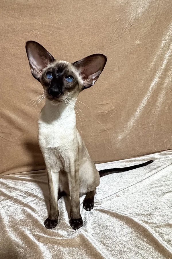 Camelia | oriental shorthair kitten