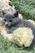 Gray kitten chilling on a fluffy pillow, perfect for the Camila | Russian Blue Kitten