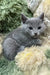 Gray kitten resting peacefully on a soft blanket, perfect for Camila | Russian Blue Kitten